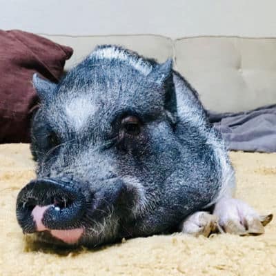 Aaron Scott's pig