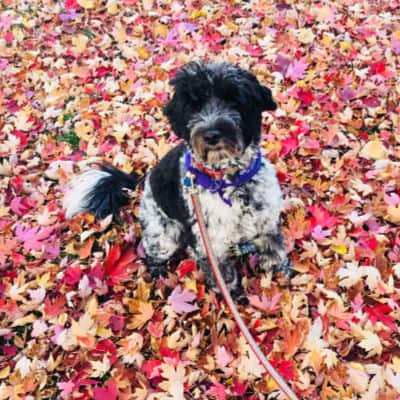 Laurie's dog Karma in the leaves