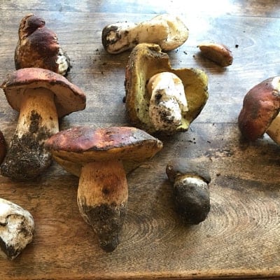 Steve Eagleburger's mushroom foraging finds