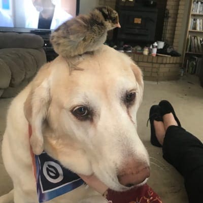 Suzy Bullett's dog, Luna, with chick on her head